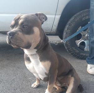 Meet your Posher, Wayne